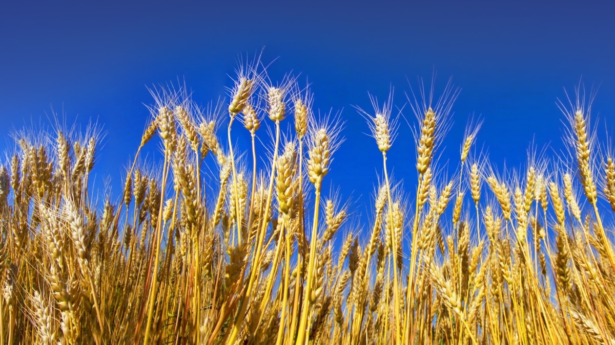 Україна та Болгарія перебувають у пошуку спільного рішення щодо зернового питання – Мінекономіки