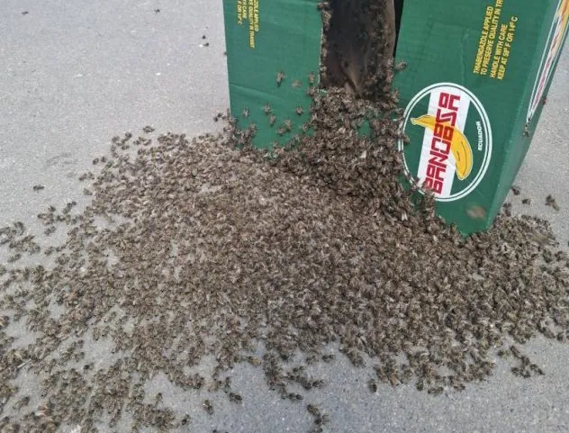 У центрі Києва висадився рій бджіл: як люди врятували комах