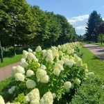 У Києві настав сезон цвітіння чарівних квітів