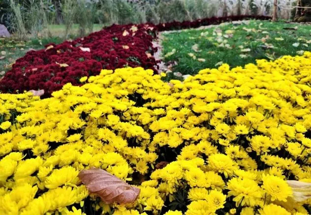 На Співочому полі «розквітнуть» Знаки Зодіаку