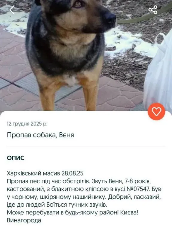 Дива трапляються: у Київській області знайшли собаку, який втік з Харківського масиву під час обстрілу